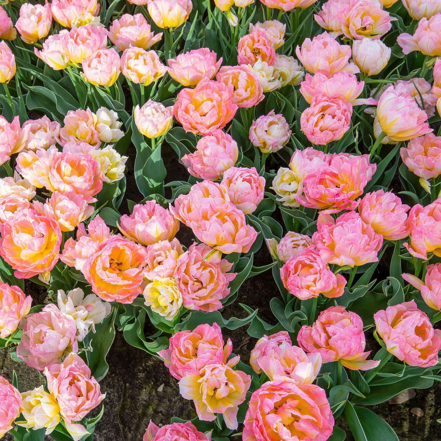 Tulipan 'Password'